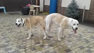 Вязка статным кабелем 89183252525