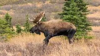COW REJECTS BULL MOOSE  | MOOSE MATING | 4K