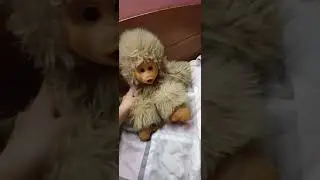бродяги анимация серия хулиган