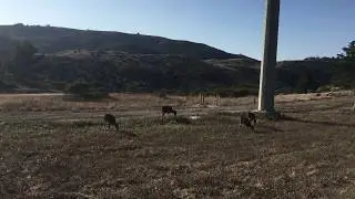 Kot and Deers