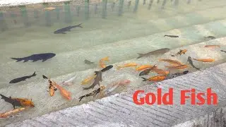 Gold Fish 🐠🐠//Amitkhuranavlog