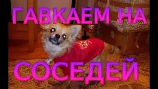 Чихуахуа Шурке 1год и 2 месяца  Вот так мы гавкаем на соседей  г.Тула