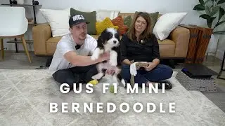 Gus Our Available F1 Mini Bernedoodle Puppy Here at Mountain Dog Companion!