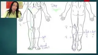 9. Veins of the Lower Limbs