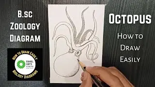 How to draw Octopus | Structure of Octopus B.sc Zoology