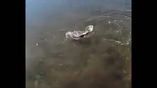 мгновенно клюёт!