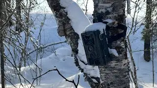 ФотоЛовушка. Камера N1. Март 2024