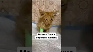 Тошка уже три дня наш. Подробности в комментах👇 