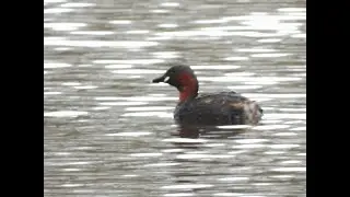 Dodaars, de kleinste fuut in Nederland - Little Grebe, the smallest grebe in the Netherlands