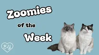 Zoomies of the Week (Sept 16-22, 2024)  - Eevee and Yoshi
