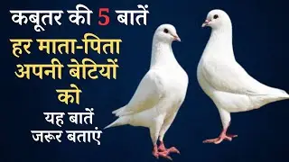 हर माता-पिता अपनी बेटियों को कबूतर की यह पांच बातें जरूर बताएं |ज्ञानवर्धक कहानी