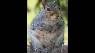 Самая толстая белка 🐿️