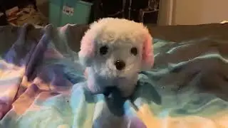 Another Dog