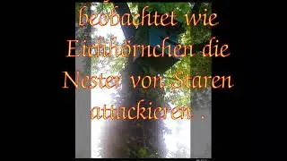 Eichhörnchen Angriff auf Starenkasten