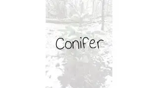 Matt Van – Conifer (Official Lyric Video)