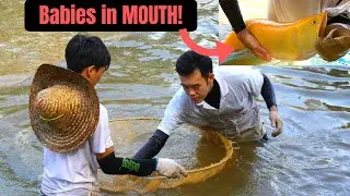 ASIAN & Silver AROWANA Harvesting at Qian Hu Fish Farm Singapore