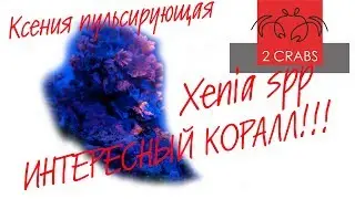 Interesting coral. Xenia pulsating.