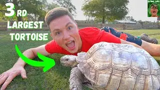 The Third Biggest Tortoise on EARTH! The Sulcata Tortoise! (Animal Breakdown)