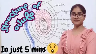 Prepare OVULE STRUCTURE in just 4 mins. MOST IMPORTANT DIAGRAM QUESTIONS FOR CLASS 12TH BIOLOGY.