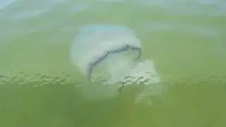 Модницы-подводницы