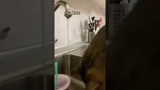 Кот моет посуду