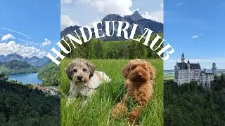 Hundeurlaub in Füssen / Hundevlog auf Schloss Neuschwanstein