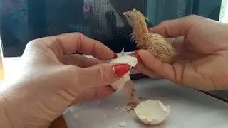 ЦЫПЛЯТА МОЛЧУНЫ@ ПОМОЧЬ ЦЫПЛЯТАМ ВЫЛУПИТЬСЯ.