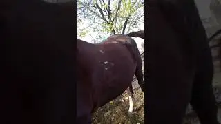 Ёши 4 зоти корабайир буйи 160 дан Баланд. Нархи 5000$ ками бор.манзил баткент