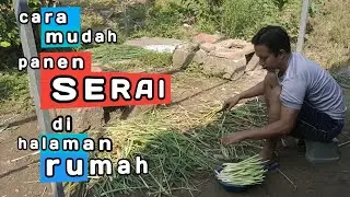 panen serai dapur dihalaman rumah