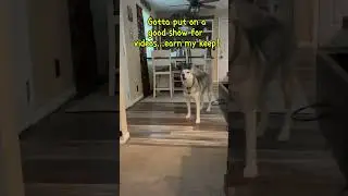 Whatcha Doin' Mom? #itsahuskything #husky #adorable #huskylife #talkingdog