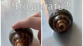 Что делать если у улитки откололся панцырь?(Улитки Буся и Кнопа)