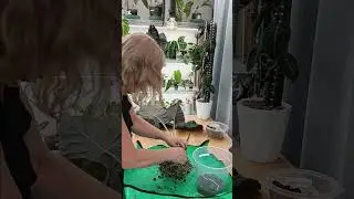 Repotting Large Regal Shield