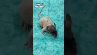 Evolution of Rat 🐀❤️