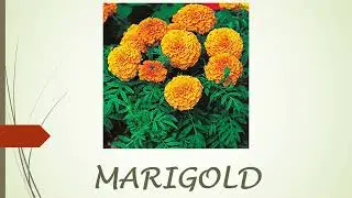 Flowers Name, flowers, flowers name with pictures, flowers name with spelling, flowers name