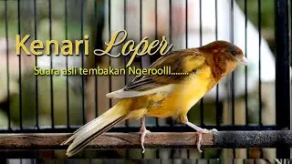 kenari loper  suara asli nembak ngerolll
