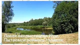 Ловля нахлыстом на Угре. Пытаемся поймать голавля.