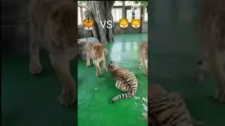 Lions bullies Tiger.🦁🦁 vs 🐯