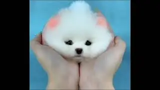 So cute 🐕🐶🐕#short #shorts #youtubeshort #youtubeshorts #dog #sweet #cute #köpek #funny #sevimli