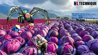 The Most Modern Agriculture Machines That Are At Another Level , How To Cabbages In Farm
