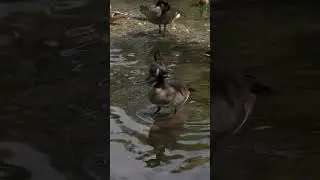 Geese in Central Park #newyork #centralpark #birds #geese
