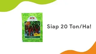 Siap 20 Ton/Hektar | Benih Cabe Besar Laba F1 Cap Panah Merah