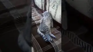 Буся развалилась  на стуле😄