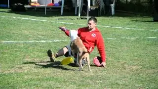 Gara Disc Dog Spilimbau 01-04-2012 ‎Gianluca Coppola e Spyke