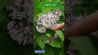Tiny Tree Frog Living the Fragrant Life