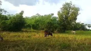 background music for farm | video background