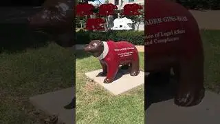 Let’s run until we find five bears on Missouri State campus.