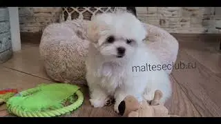 мальчик мальтезе СЕН ИВ ЛОРИ     подробнее www.malteseclub.ru