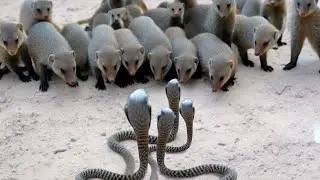 They WEIGH 2 KG, but they FIGHT SNAKES LIKE LIONS! How is that possible?