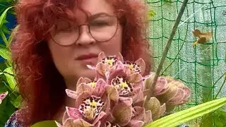 Цимбідіуми у теплиці 🌸🌺 , пересадка проблемного цимбідіума , хвороби , шкідники.
