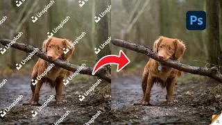 Easily Remove Watermarks from Photos in Adobe Photoshop: A Simple Guide